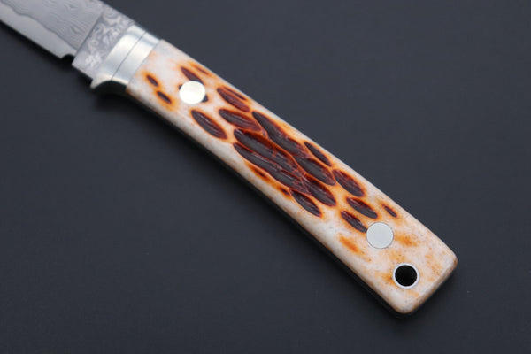 Hattori KD30-845B Cowry X Damascus Little Wild Hunters  (Drop Point, Brown Jigged Bone Handle) - japaneseknifedirect.mom