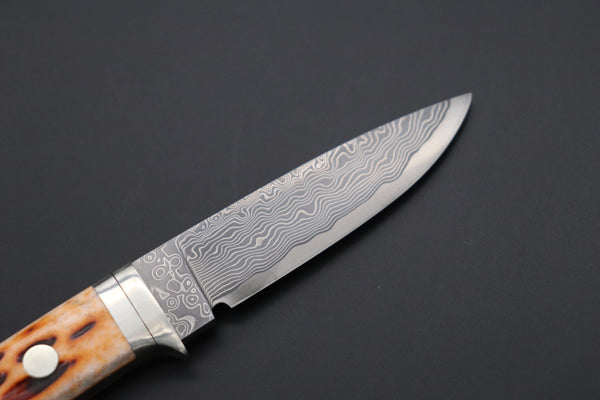 Hattori KD30-845B Cowry X Damascus Little Wild Hunters  (Drop Point, Brown Jigged Bone Handle) - japaneseknifedirect.mom