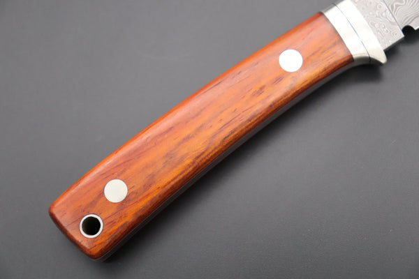Hattori 傘 SAN Limited Edition SAN-78C2 Limited Cowry-X Damascus EDC Utility Hunter (Cocobolo Wood Handle) - japaneseknifedirect.mom