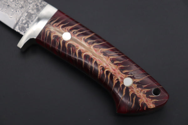 Mr. Itou  ITH-250  "Treasure Hunter Series" Custom R2 Damascus 4.6" Drop-point Gut-hook Hunter, Red Color Pine Corn Handle